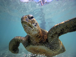 Green Sea Turtle - eyeing me by Stuart Ganz 